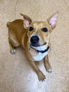 American Staffordshire Terrier and Mixed Breed Dogs Available for Adoption in San Antonio, Texas - Navaeh | PetCurious