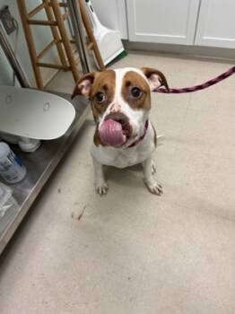 Rescue Mixed Breed Dogs for Adoption in Columbus, Indiana - Marla | PetCurious