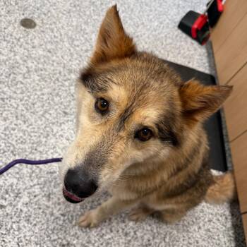 Aura -  Husky and Mixed Breed Dog for Adoption in Madisonville, Tennessee - Aura | PetCurious