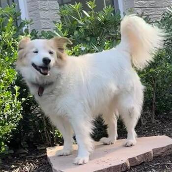 Papillon and Cocker Spaniel Dogs Available for Adoption in Houston, Texas - Ella | PetCurious