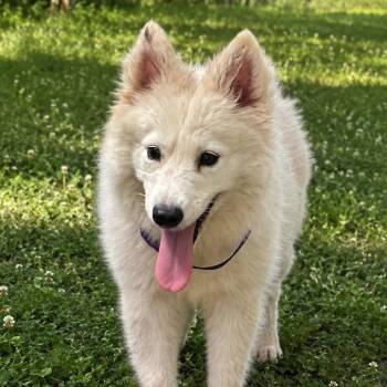 Katya -  Samoyed Dog for Adoption in Sonoma, California - Katya | PetCurious
