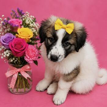 Ali -  Great Pyrenees Dog for Adoption in Oak Bluffs, Massachusetts - Ali | PetCurious