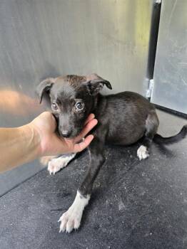 Rescue Chihuahua and Mixed Breed Dogs for Adoption in Conroe, Texas - RHEA | PetCurious