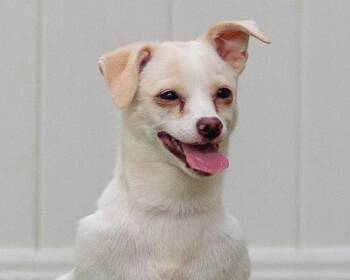 Dove -  Chihuahua and Terrier Dog for Adoption in Bloomfield, Connecticut - Dove | PetCurious