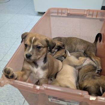 Mixed Breed Dogs Available for Adoption - Milo | PetCurious