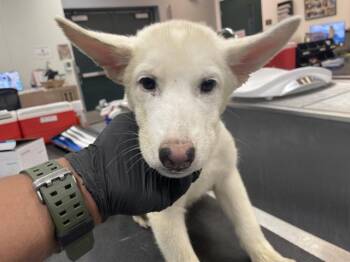 A1926778 -  Siberian Husky and Mixed Breed Dog for Adoption in Thousand Palms, California - A1926778 | PetCurious
