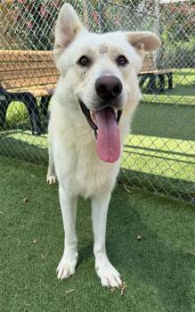 PAPAYA -  Mixed Breed Dog for Adoption in Columbia, South Carolina - PAPAYA | PetCurious