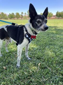 Rescue Chihuahua Dogs for Adoption in Las Vegas, Nevada - Sparky | PetCurious