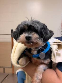 Bella -  Shih Tzu and Mixed Breed Dog for Adoption in Honolulu, Hawaii - Bella | PetCurious