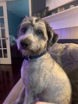 Standard Poodle Dogs Available for Adoption in Newport, Kentucky - Benson | PetCurious