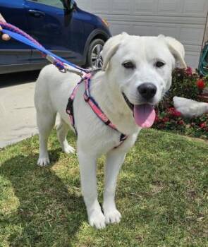 Rotto -  Labrador Retriever Dog Available for Adoption in Santa Paula, California - Rotto | PetCurious