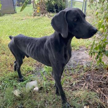 Rescue Weimaraner Dogs for Adoption in Lakewood Ranch, Florida - Lucas | PetCurious