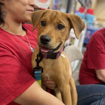 Rottweiler Dogs Available for Adoption in Fayetteville, Georgia - Jelly Bean | PetCurious