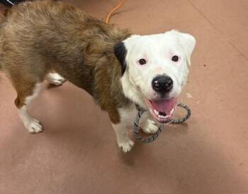 Rescue Border Collie and Rhodesian Ridgeback Dogs for Adoption in Houghton Lake, Michigan - Bella | PetCurious