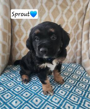 Coonhound Dogs Available for Adoption in Clinton, Michigan - Sprout - BL | PetCurious