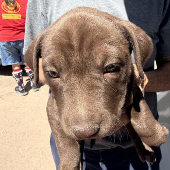 Earth -  Labrador Retriever Dog Available for Adoption in Deming, New Mexico - Earth | PetCurious