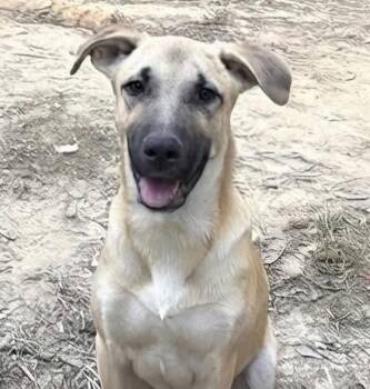 Bambi -  Mixed Breed Dog for Adoption in Groveland, Massachusetts - Bambi | PetCurious