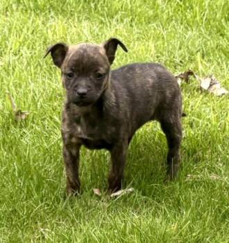 Jack Russell Terrier and Rat Terrier Dogs Available for Adoption in New Baltimore, Michigan - Brandy  | PetCurious