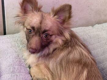 Pomeranian Dogs Available for Adoption - Diamond, Delilah And Dixie | PetCurious
