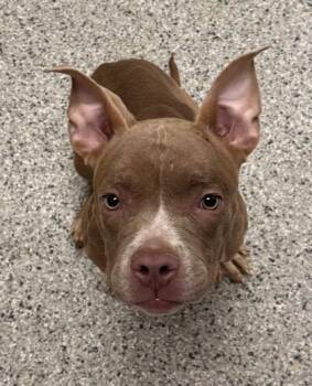 Mizumi -  Pit Bull Terrier and Mixed Breed Dog for Adoption in Kansas City, Missouri - Mizumi | PetCurious