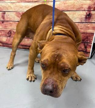 Rescue Only-AC- 5347 "JJ" -  American Bulldog Dog for Adoption in Conyers, Georgia - Rescue Only-AC- 5347 "JJ" | PetCurious