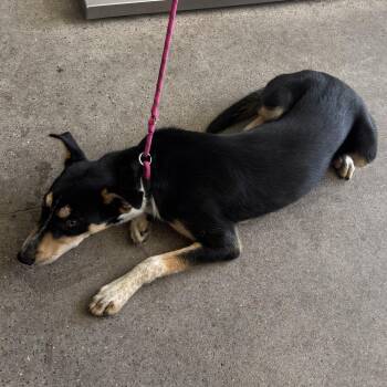 111201 -  Mixed Breed Dog for Adoption in Las Cruces, New Mexico - 111201 | PetCurious