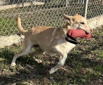 Retriever and Shepherd Dogs Available for Adoption - Blaze | PetCurious