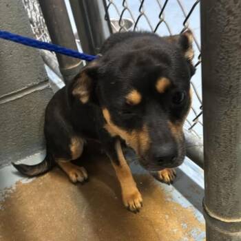Snickerdoodle McZoom -  Mixed Breed Dog for Adoption in Gadsden, Alabama - Snickerdoodle McZoom | PetCurious