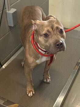 Mixed Breed Dogs Available for Adoption - Jellybean | PetCurious