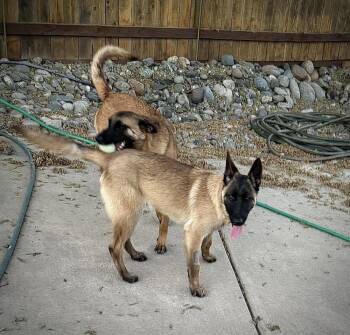 Belgian Shepherd Malinois Dogs Available for Adoption in Imlay City, Michigan - Lady Delta In CA | PetCurious