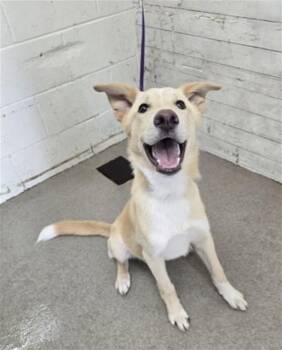 DJ -  German Shepherd Dog Dog for Adoption in San Bernardino, California - DJ | PetCurious
