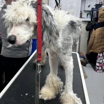 Old English Sheepdog Dogs Available for Adoption - Remmy | PetCurious