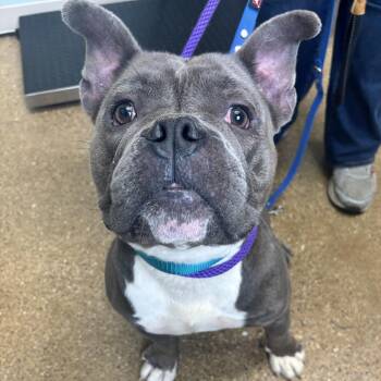 Tennessee -  Mixed Breed Dog for Adoption in Skokie, Illinois - Tennessee | PetCurious