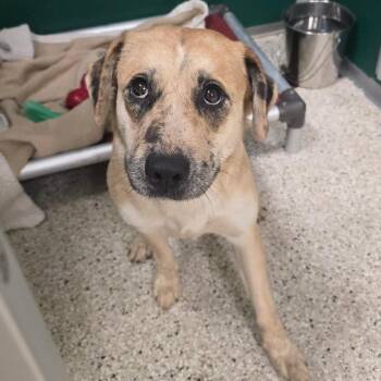 Shenzi -  Labrador Retriever and Mixed Breed Dog for Adoption in Milan, Illinois - Shenzi | PetCurious