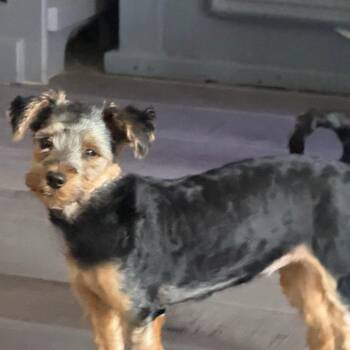 Yorkshire Terrier Dogs Available for Adoption in Houston, Texas - Bonnie | PetCurious