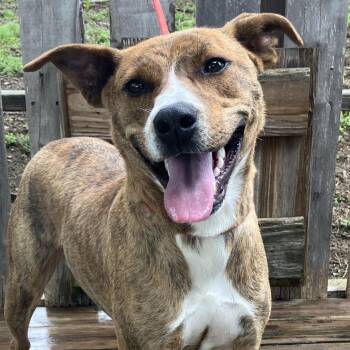 Pickle -  Mixed Breed Dog for Adoption in Pulaski, Tennessee - Pickle | PetCurious