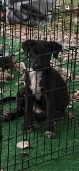 Chance -  Mixed Breed Dog for Adoption in Joshua, Texas - Chance | PetCurious