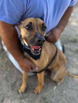 Rescue Shepherd and Whippet Dogs for Adoption in Ventura, California - Sheena | PetCurious