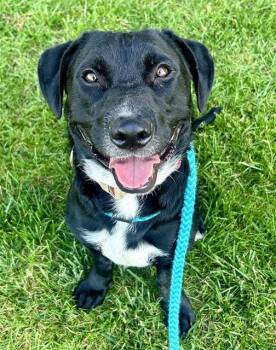 Labrador Retriever and Dachshund Dogs Available for Adoption in Sacramento, California - NOODLE | PetCurious