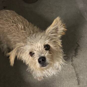 Rescue Yorkshire Terrier Dogs for Adoption in Middletown, New York - Coco A5737191 | PetCurious