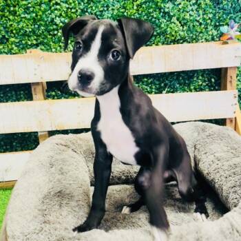 Mixed Breed Dogs Available for Adoption in Lake Jackson, Texas - Checker | PetCurious