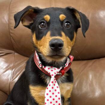 Australian Kelpie Dogs Available for Adoption - 184 (2026) Simon | PetCurious