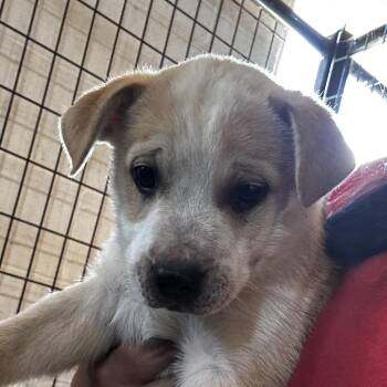 Mixed Breed Dogs Available for Adoption in Leander, Texas - Diplo | PetCurious