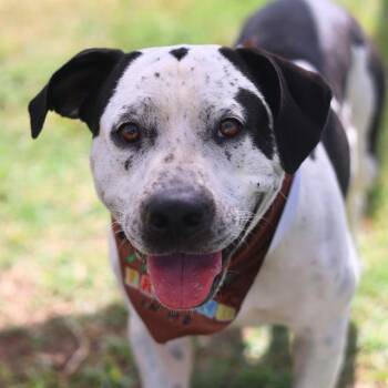 WOODY -  American Staffordshire Terrier Dog for Adoption in San Antonio, Texas - WOODY | PetCurious