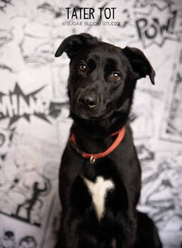 Rescue Great Pyrenees Dogs for Adoption in Littleton, Colorado - Tater Tot | PetCurious