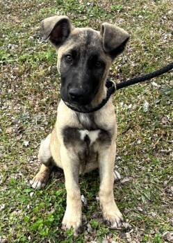 Shepherd and Mixed Breed Dogs Available for Adoption - Caiman | PetCurious