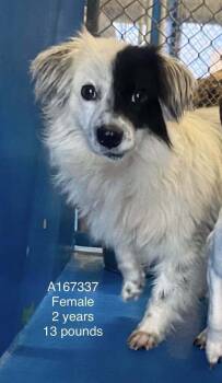 Pho -  Chihuahua and Mixed Breed Dog for Adoption in Calgary, Alberta - Pho | PetCurious