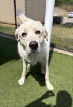 Mark -  Great Pyrenees and Mixed Breed Dog for Adoption in Morton Grove, Illinois - Mark | PetCurious