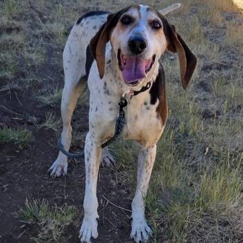 Tallulah -  Hound and Mixed Breed Dog for Adoption in Park City, Utah - Tallulah | PetCurious