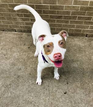 Thrifty --Courtesy Post. Out of town pet. See below for details- -  Pit Bull Terrier Dog for Adoption in Eagle, Idaho - Thrifty --Courtesy Post. Out Of Town Pet. See Below For Details- | PetCurious